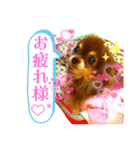 チョコちゃんスタンプ♡*(日常系2)（個別スタンプ：40）