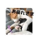 ねこ軍団2022（個別スタンプ：5）