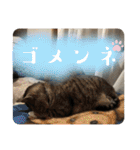 ねこ軍団2022（個別スタンプ：10）