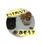 ねこ軍団2022（個別スタンプ：11）