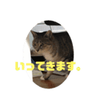 ねこ軍団2022（個別スタンプ：15）