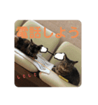 ねこ軍団2022（個別スタンプ：17）