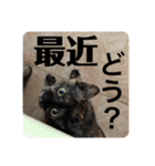 ねこ軍団2022（個別スタンプ：21）