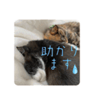 ねこ軍団2022（個別スタンプ：23）