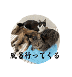 ねこ軍団2022（個別スタンプ：26）