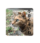 ねこ軍団2022（個別スタンプ：28）