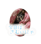 ねこ軍団2022（個別スタンプ：29）