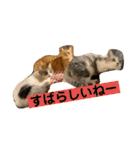 花と琥珀と実々-4（個別スタンプ：1）