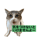 花と琥珀と実々-4（個別スタンプ：6）