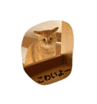 花と琥珀と実々-4（個別スタンプ：7）