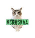 花と琥珀と実々-4（個別スタンプ：10）