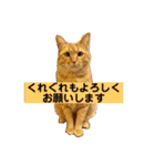 花と琥珀と実々-4（個別スタンプ：11）