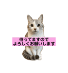 花と琥珀と実々-4（個別スタンプ：12）