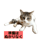 花と琥珀と実々-4（個別スタンプ：14）