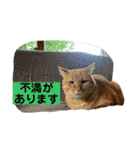 花と琥珀と実々-4（個別スタンプ：15）