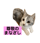 花と琥珀と実々-4（個別スタンプ：16）