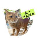 花と琥珀と実々-4（個別スタンプ：19）