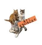 花と琥珀と実々-4（個別スタンプ：21）