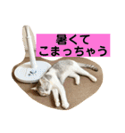 花と琥珀と実々-4（個別スタンプ：24）