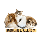 花と琥珀と実々-4（個別スタンプ：25）
