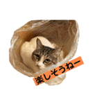 花と琥珀と実々-4（個別スタンプ：26）