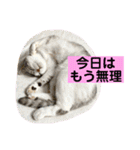花と琥珀と実々-4（個別スタンプ：28）