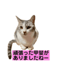 花と琥珀と実々-4（個別スタンプ：36）
