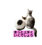 花と琥珀と実々-4（個別スタンプ：37）