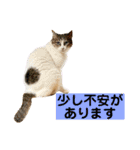 花と琥珀と実々-4（個別スタンプ：38）
