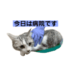 花と琥珀と実々-4（個別スタンプ：40）