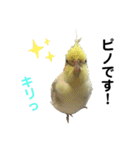 オカメインコのピノ vol.3.1（個別スタンプ：1）