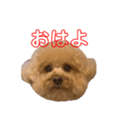 アポロポロ（個別スタンプ：1）