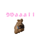 アポロポロ（個別スタンプ：4）