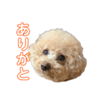 アポロポロ（個別スタンプ：10）