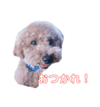 アポロポロ（個別スタンプ：14）