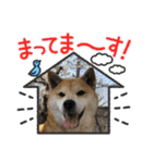 柴犬エル（個別スタンプ：7）