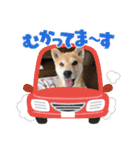 柴犬エル（個別スタンプ：13）