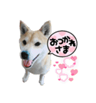 柴犬エル（個別スタンプ：18）