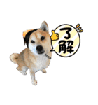 柴犬エル（個別スタンプ：20）