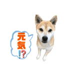 柴犬エル（個別スタンプ：21）