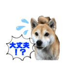 柴犬エル（個別スタンプ：22）