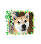 柴犬エル（個別スタンプ：23）