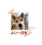 柴犬エル（個別スタンプ：26）