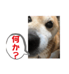 柴犬エル（個別スタンプ：27）