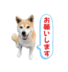 柴犬エル（個別スタンプ：28）