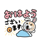 柴犬エル（個別スタンプ：35）