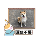 柴犬エル（個別スタンプ：40）