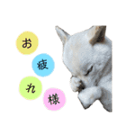 白柴〜ちゃちゃまる〜（個別スタンプ：13）