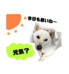 白柴〜ちゃちゃまる〜（個別スタンプ：24）