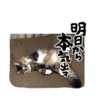 マイキーG3スタンプ 夏（個別スタンプ：9）